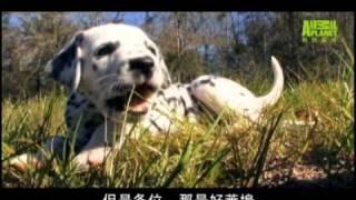 狗狗101---大麥町犬