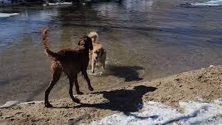 И снова собачий парк / Dog Park