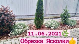 Мой сад 11.06.2021 ️/ Обрезка Ясколки 