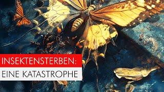 Insect extinction - these are the real causes!