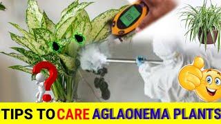 7 tips to care aglaonema plants 🪴|how to take care aglaonema plants |indoor plants