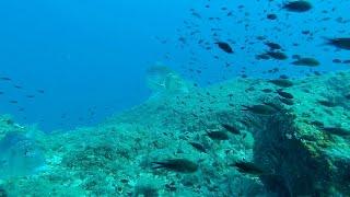 Apnea e dentici a Bergeggi - Liguria - 4/1/2020