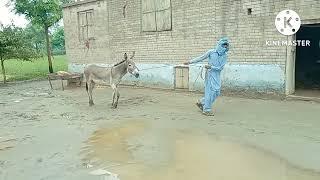 my village donkey.  to meeting animal all meeting video