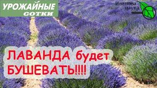 СДЕЛАЙТЕ ТАК чтобы ЛАВАНДА БУШЕВАЛА! Уход за лавандой и аптекарским огородом!