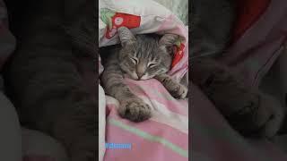 #shorts#babycat#pushok#dream