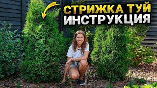 КАК СТРИЧЬ ТУЮ: БРАБАНТ, СМАРАГД, КОЛУМНА | Обрезка кустарников