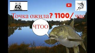 Усач ахтуба | Раздача рр4 | Русская рыбалка 4 | russian fishing 4 | русская рыбалка 4 ахтуба