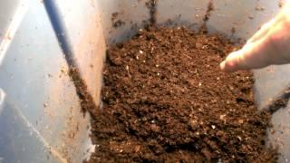 Harvesting worms the easy way