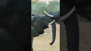 The Bizarre Intelligence of Elephants #shorts #elephant  #education #wildlife