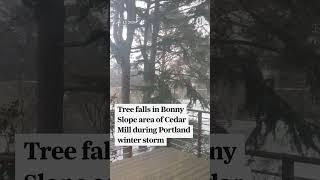 Tree falls in Bonny Slope area of Cedar Mill during Portland winter storm