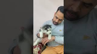 Husky puppy ready to new home #shorts #huskydog