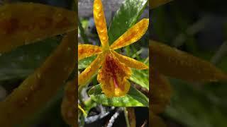 Eplc. Don Herman Carmela’s Spots in bloom #shorts #asmr #asmrnaturesounds #mylittlejungle