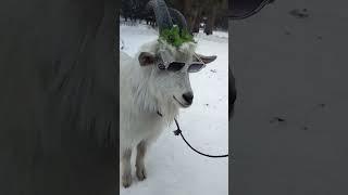 Oreo Angry Kashmiri got