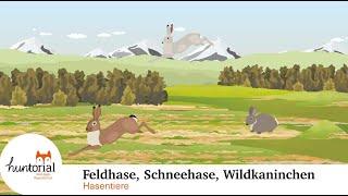 Feldhase, Wildkaninchen, Schneehase - alles was du für die Jägerprüfung wissen musst