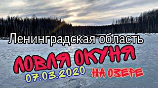 Ловля окуня на озере.Зимняя рыбалка в Ленинградской области.Зимний окунь