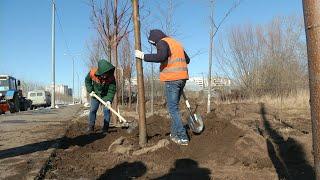 В Казани вдоль улиц Большая Красная и Большая Крыловка высаживают более 140 деревьев