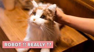 Top 5 Lifelike AI Pet Robots | Meta Cat, Moflin, Paro, Tombot, Hasbro