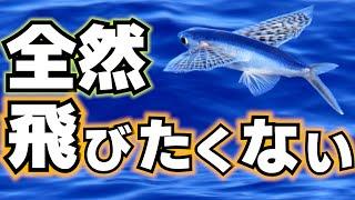 トビウオが飛ぶのは意味があるの？