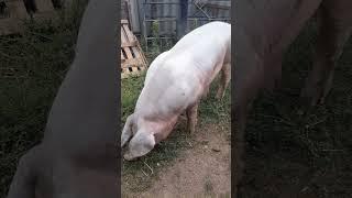 продаётся хряк пьетрен