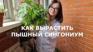 Сингониум: формируем пышный куст