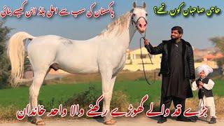 Pakistani Desi Horse Breed | Big Hight Ghody