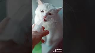 sofiadelmonstro | Animals Pets TikTok |