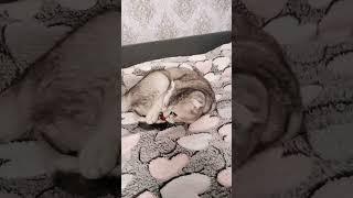 Мия #cat #музыкаонлайн #comedy #cute #memes #pets #котики #котик #kitten #кот