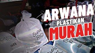 LAPAK ARWANA PLASTIKAN MURAH MERIAH !!! UPDATE HARGA IKAN ARWANA DI JATINEGARA TERBARU