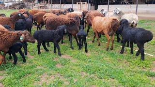 unusual Gissar sheep, lambs | ovejas y corderos inusuales de Gissar 