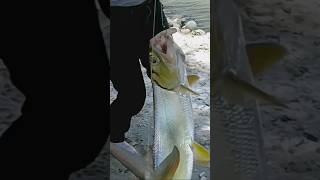 Surprisingly, I hooked a huge river fish #shorts #fishing #shortvideo #fishhunting #fyp