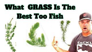 The Only Grass The PRO's Really Look For When Bass Fishing