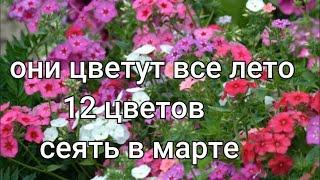 Самые ДОЛГОЦВЕТУЩИЕ цветы, посев на рассаду в марте