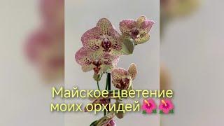 ЦВЕТЕНИЕ ОРХИДЕЙ В МАЕ//С ДНЕМ ПОБЕДЫ!!!09.05.24