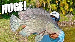 Urban Angling HUGE Tilapia