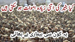 بلکل نئے بٹیر فارم پر بہت زیادہ اموات|High ratio of quail mortality| reasons