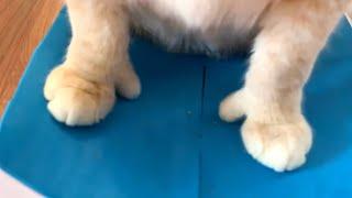 This Cat Has Thumbs