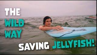 Saving Jellyfish | The Wild Way Ep. 45