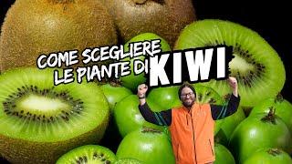 Quale Kiwi Scegliere? Maschio,  Femmina o Autofertile?