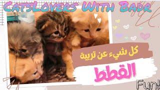 كل شيء عن تربية القططمقطع تعريفي بالقناة @aboramiii