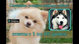 "Сможешь угадать породу собак?" -  ответы с 1 по 10 уровни.