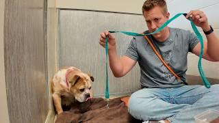 Watch Shelter Dogs Emotional Reaction Seeing Her Leash 