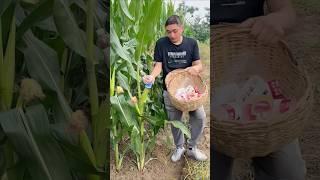 An amazing way to save crops from insects #shorts