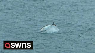 ''World's most expensive fish'' worth MILLIONS spotted in St Ives, UK | SWNS