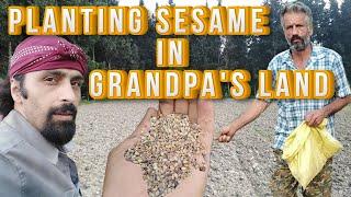 Planting Sesame on Grandpa’s Farm with Tractors & Tradition - True Village Life  #farmlife#RuralLife