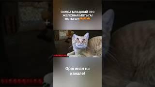 СИМБА МЛАДШИЙ ЭТО ЖЕЛЕЗНАЯ МОТЫГА! МОТЫГА!!! в виде shorts | #симба | #симбочка | #жмых |@simb