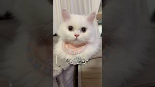 I just wanted to get closer to him #shorts #cat #funny