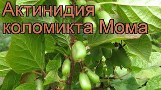 Актинидия коломикта Мома (actinidia kolomikta)  Мома обзор: как сажать, рассада актинидии Мома