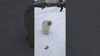 Большая пиренейская горная собака. Девочка Ия, 2,5 мес.