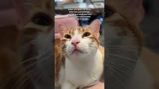 Oh, Dave #indooroutdoorkat #catshorts #cats #funnyanimals