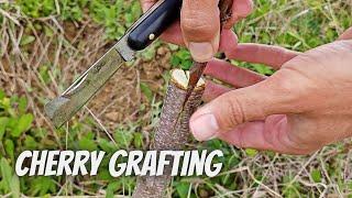 Cherry grafting cleft metod on larger rootstock